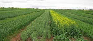 Natural gas critical in making fertiliser